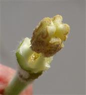  Stamens